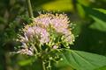 Callicarpa japonica